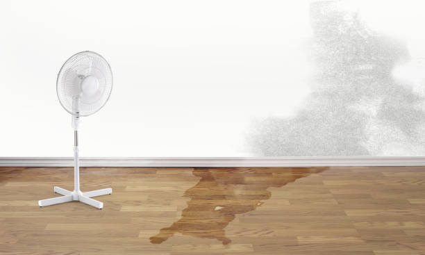 Best Ceiling water damage repair  in Fredonia, WI