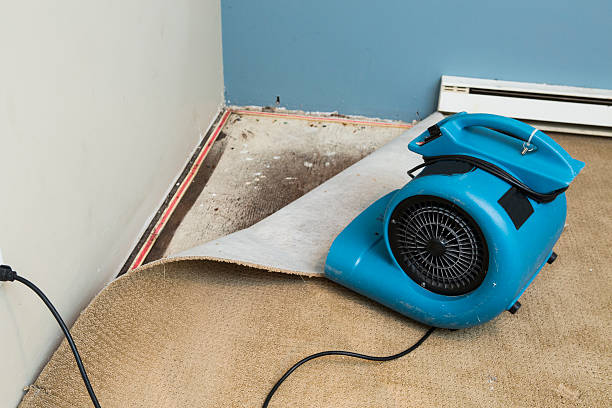 Best Mold removal after water damage  in Fredonia, WI